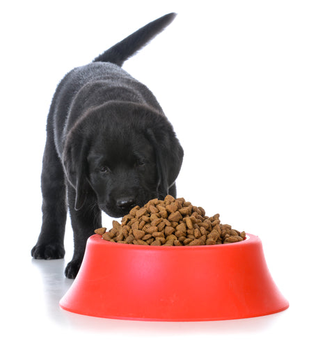 Best dog food for black lab puppies best sale