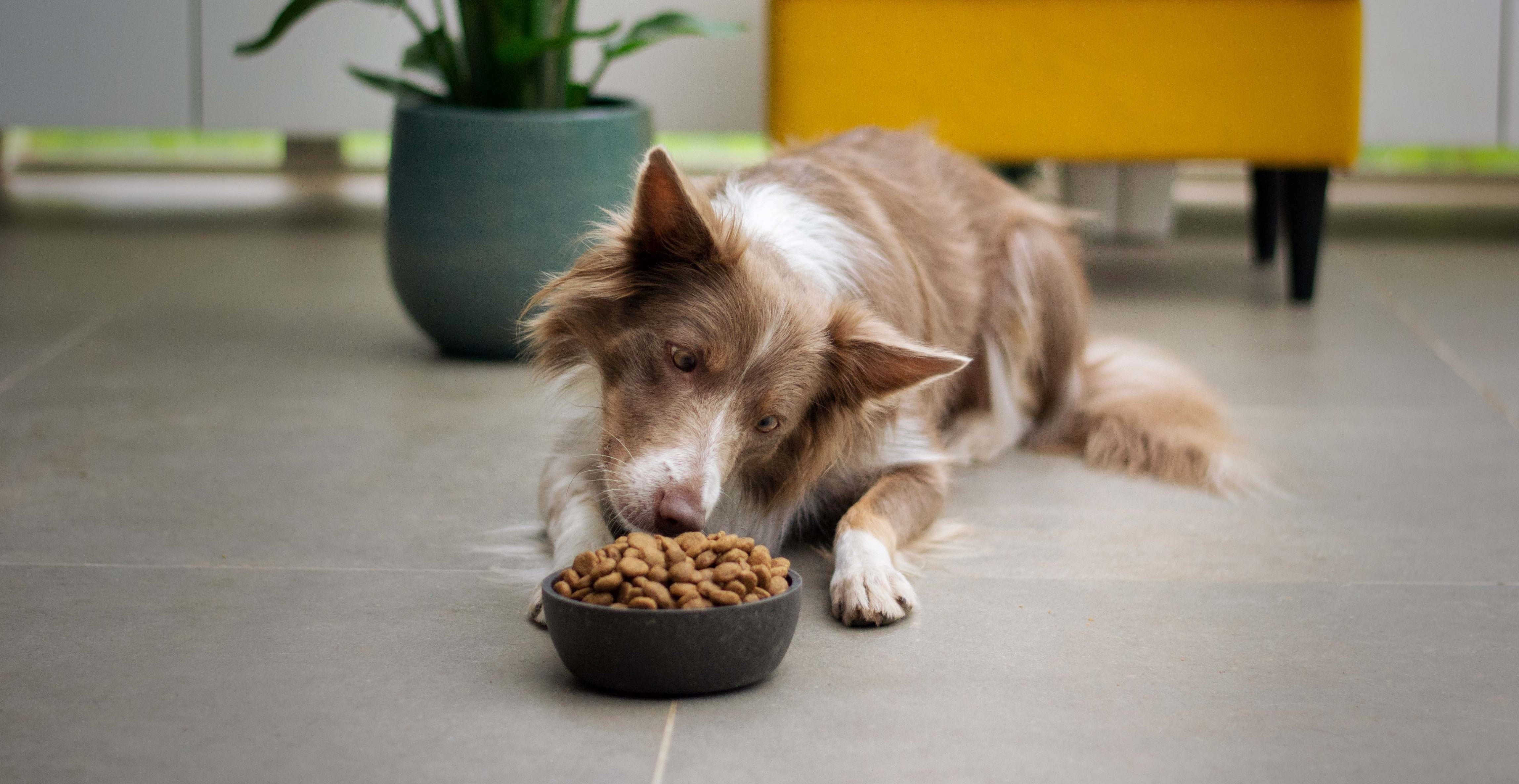 Choosing store puppy food