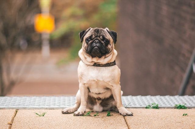 Pug deals apartment dog