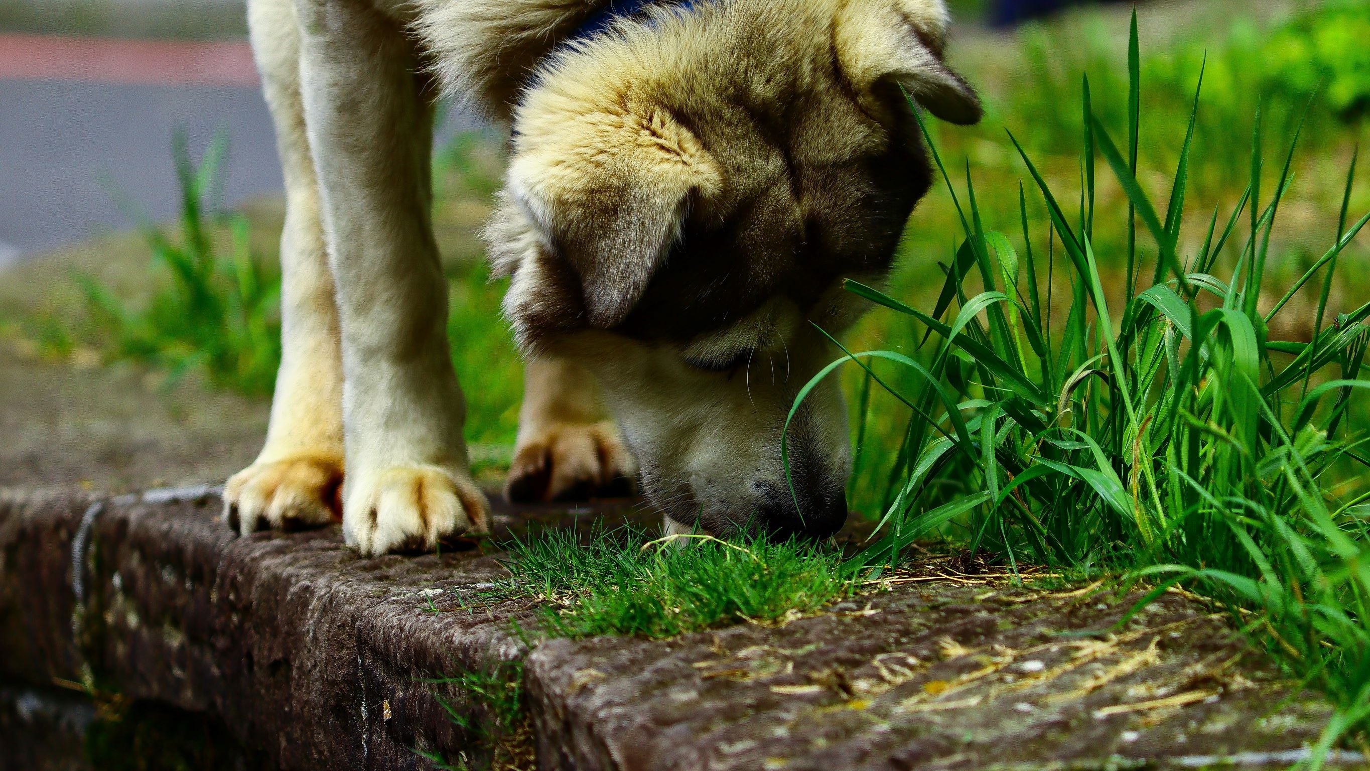 Why does my dog eat best sale grass uk