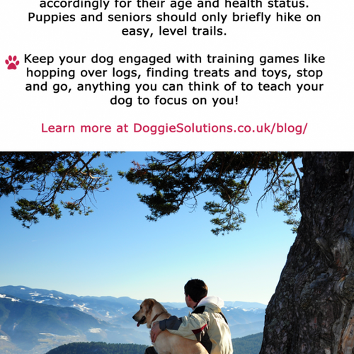 The Essential Guide To Hiking With Your Dog